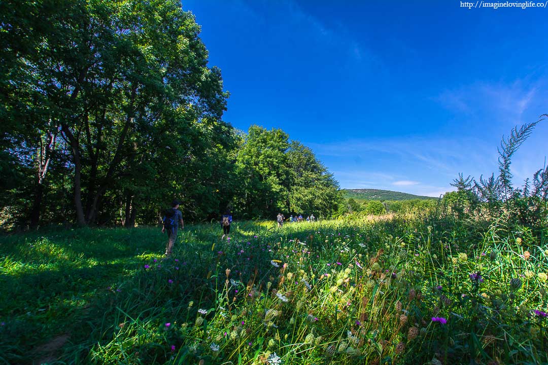 field of flowers